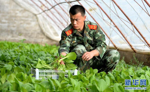 10月14日,万新涛在苏泊淖尔的温室中采摘蔬菜。