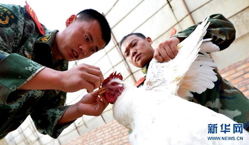 10月14日,万新涛(左)和战友在为鸡戴“眼镜”,防止公鸡斗架。