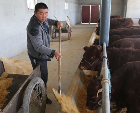 周保军:养牛让我走上多元增收路