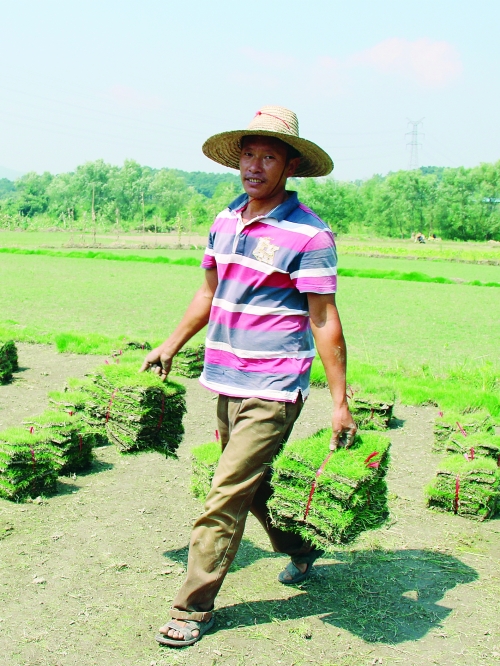 肖祥付种植的草皮卖出了好价钱