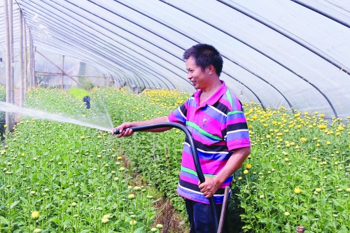 陆家大给大棚里的菊花淋水