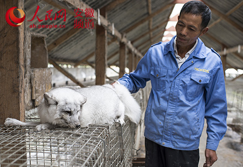 安徽岳西县:村民崔世祥养殖紫貂致富