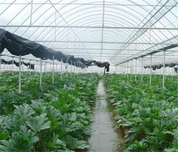 黑龙江昌德镇:棚室蔬菜开辟增收新路