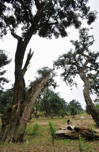 �Ա����ڳ�ذ�����Ⱥ ���ߵڶ��조������鼽ڡ������ڼ�