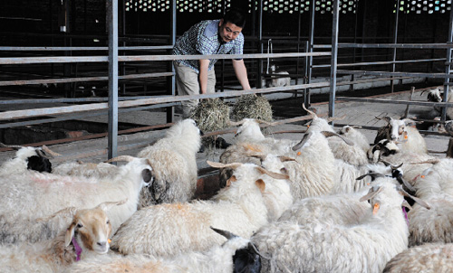 肥水不流外人田 独辟蹊径生态养羊“变废为宝”