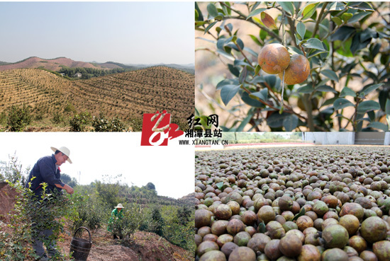 湘潭县:油茶兴林富民茶油香飘万里