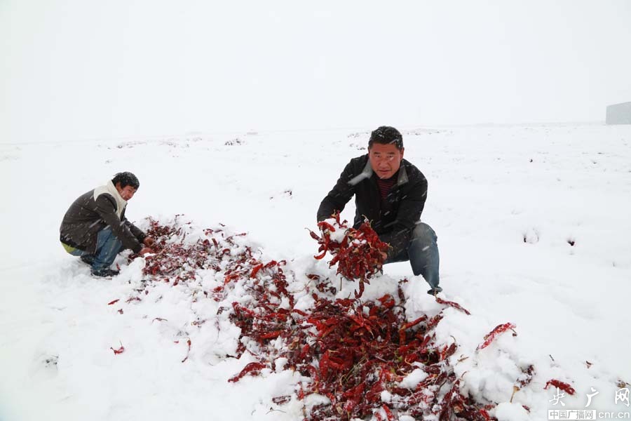 �½���˶��������ѩϮ�� ũҵ�����ܵ�Ӱ��