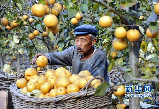 11月9日,山东省郯城县马头镇清泉果品种植专业合作社社员在采摘“扶贫黄梨”。 山东郯城“扶贫黄梨”助农增收