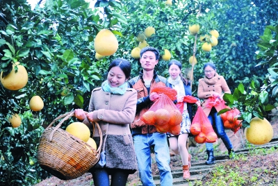 大学生村官创业 荒山种出致富果