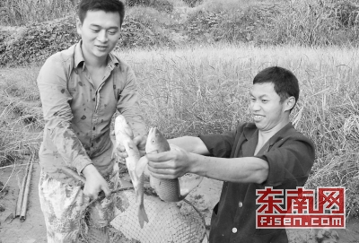 邵武90后小伙的致富路:稻田养鱼蟹,一地三收成