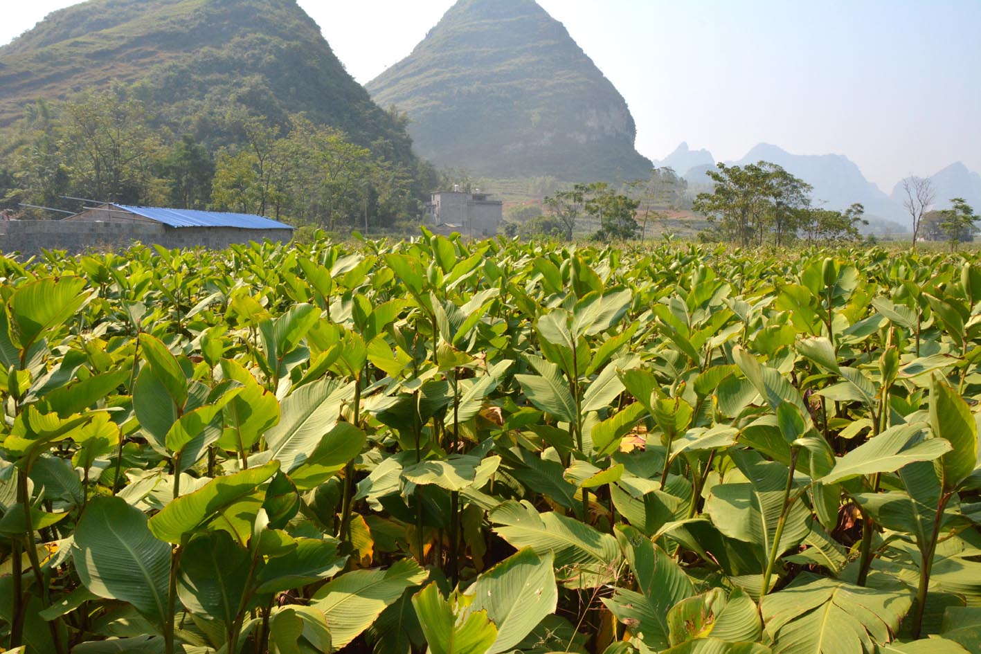 图为绿油油的旱藕地 上林:大石山区闲地种旱藕 特色种植助瑶民增收