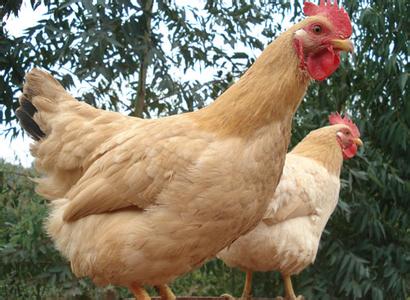 四川岳池县:养公鸡更划算一只多赚15元