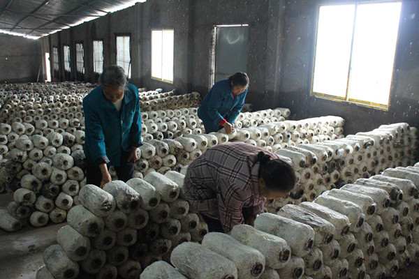 村民采摘平菇 重庆丰都太运村:种植食用菌 致富村里人