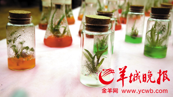 2014ɽũҵչʾչʾڶũƷ¼