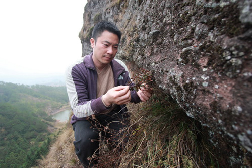 广昌农民悬崖峭壁上种出致富“千金草”