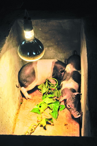 为小猪提供保暖