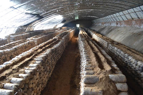 内蒙古图克镇:韩家兄弟齐心念好“蘑菇经”