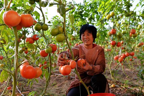 河北省望都县一家现代农业产业园的工人在温室大棚里采摘西红柿