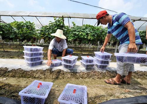 在广西融安县大良镇新和村马子坪屯“陈氏家庭农场”,农民将收获的葡萄装箱