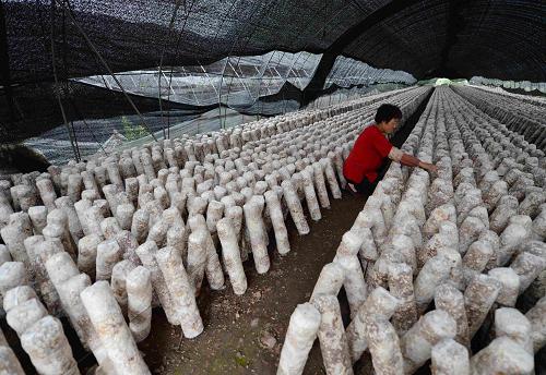 承德市承德县刘杖子乡一处香菇生产基地的工作人员在整理菌棒