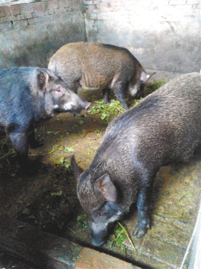 重庆忠县:野猪肉做零食 解决销路利更多