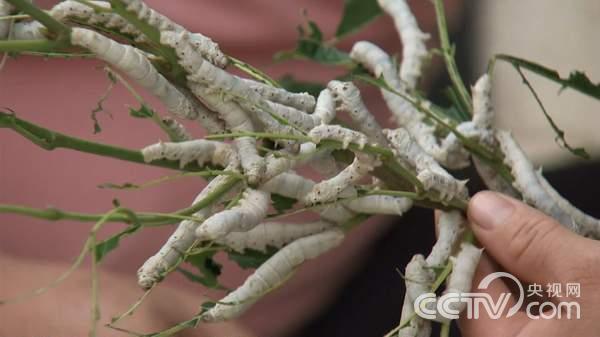 江苏镇江:被一个老实人逼出来的财富《致富经》2