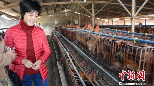 福建长汀:生态保护下的养鸡致富路