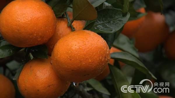 㽭ʡӿȪ򣺰ְǮ Ӱ׬¸3