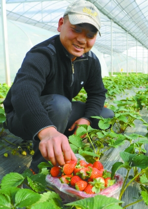 陈壮在采摘草莓的同时,维护采摘园。