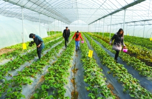 几名游客在彩虹草莓采摘园采摘草莓。