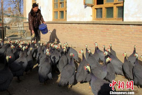 图为吕文显给法国贝帝纳火鸡喂食。