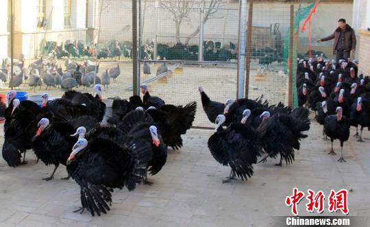 图为吕文显给法国贝帝纳火鸡喂食。