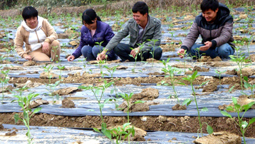 广西浦北:小辣椒串起致富梦