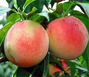 内蒙古五原县:巧种水蜜桃的王老虎