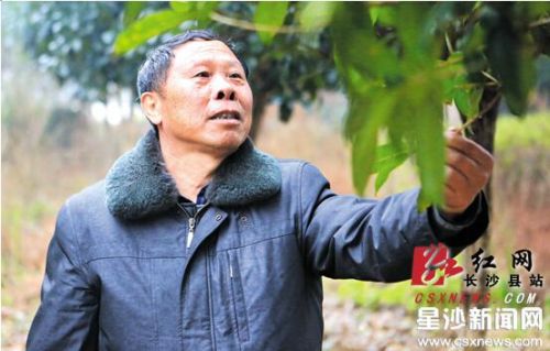 长沙黄兴镇苗木专家何湘登靠种树带村民致富
