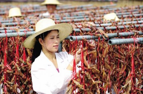 钱德明:做好皖南鸭脚包,潇洒“走”四方