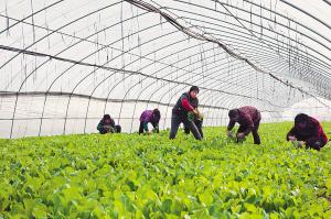 河南社旗县:葡萄擎起致富梦