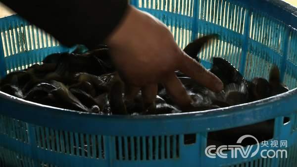 辛林:该赚的钱不赚之后《致富经》2