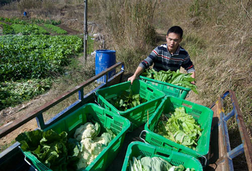 1月16日,刘记虎骑来三轮车,帮助一起创业的大学生“新农人”林则忠运蔬菜。