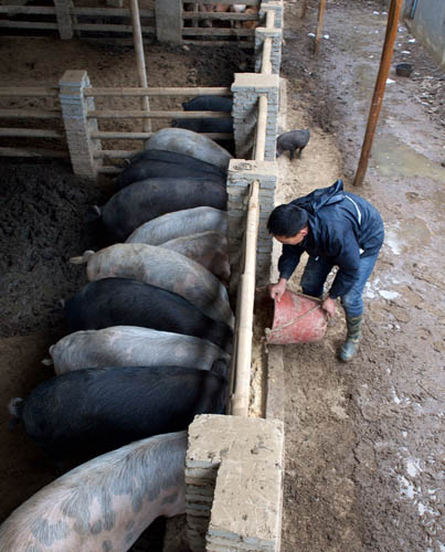 1月13日,在福州市闽侯县关山村,刘记虎在喂食生猪。