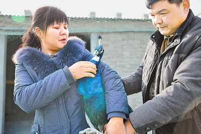 1月23日,布天亮夫妇检查孔雀生长情况。