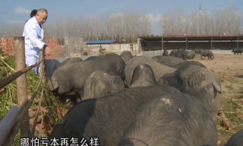 陆总在喂养黑猪