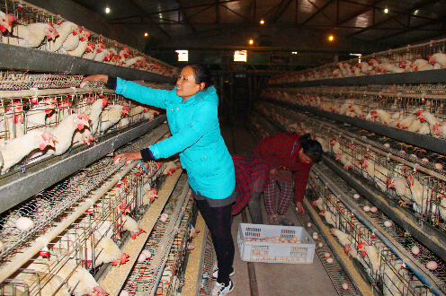 四川蓬溪县:夫妻回乡创业 走上致富道路