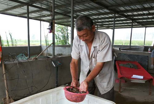 河南濮阳县:小泥鳅助力农民致富路上翻大浪