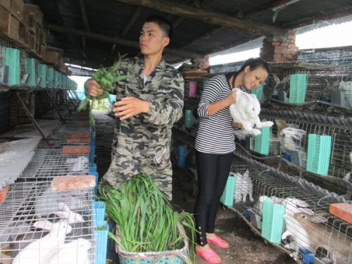 监利农村一对青年夫妻创业养肉兔奔富路