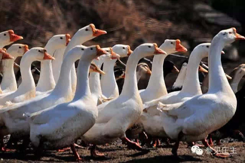 ڶѧؼҰũɹϡ˾3