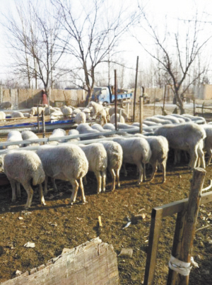 河间都市白领卖房回乡当“羊倌”