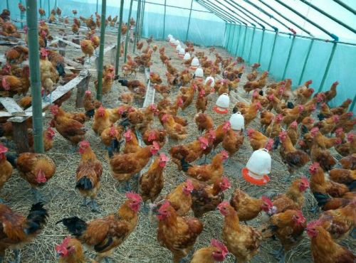 湖南龙山:散养土鸡不出户