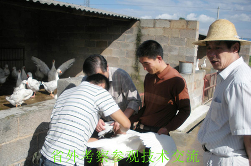 周文:扎根农村闯天地 致富愿当领路人3