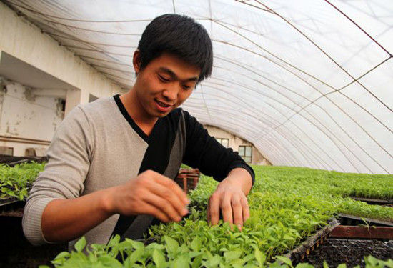 孟腾飞:大棚里忙创业致富